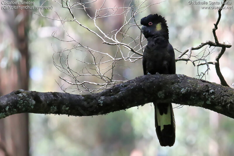 Yellow-tailed Black Cockatoo female adult, identification