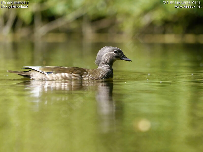 Mandarin Duck female adult breeding, identification, swimming