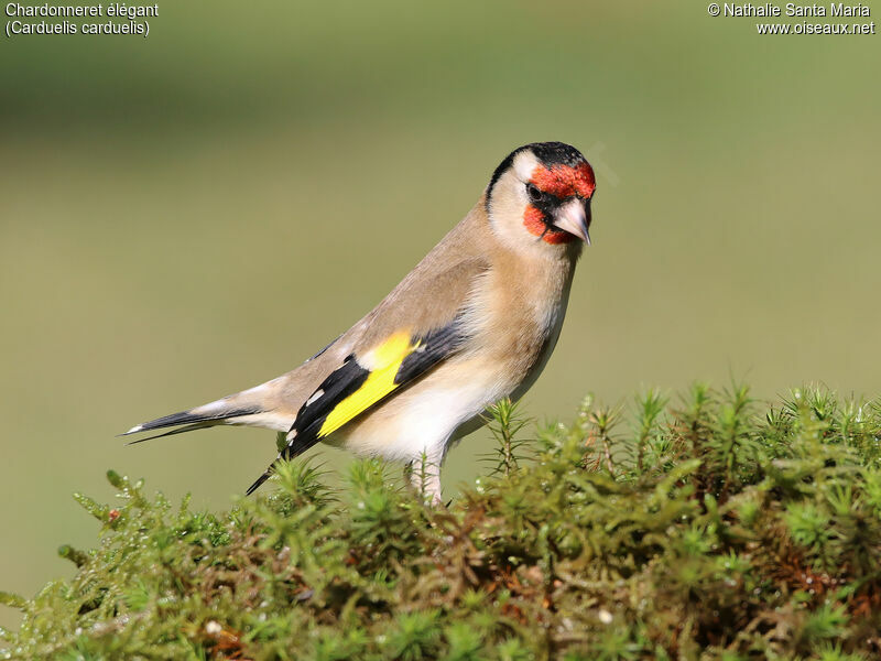 European Goldfinch female adult, identification, Behaviour