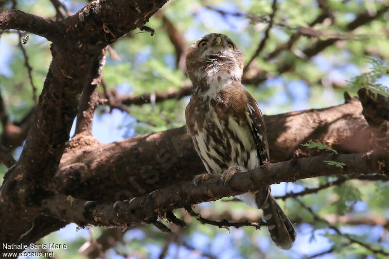 Pearl-spotted Owletadult, identification, Behaviour