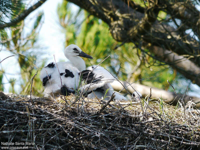 White StorkPoussin, identification, Reproduction-nesting