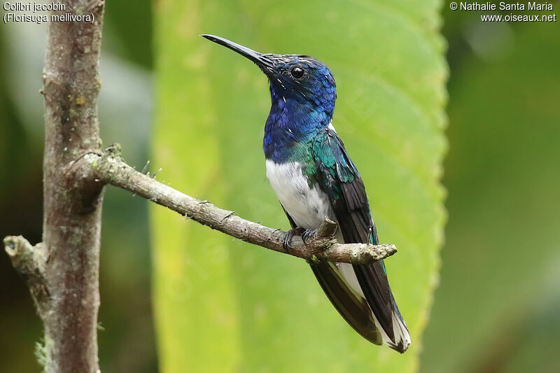 White-necked Jacobin male adult breeding, identification, moulting