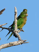 Olive-throated Parakeet