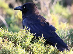 Forest Raven