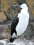 Cormoran de Tasmanie