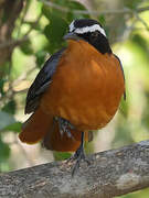 White-browed Robin-Chat