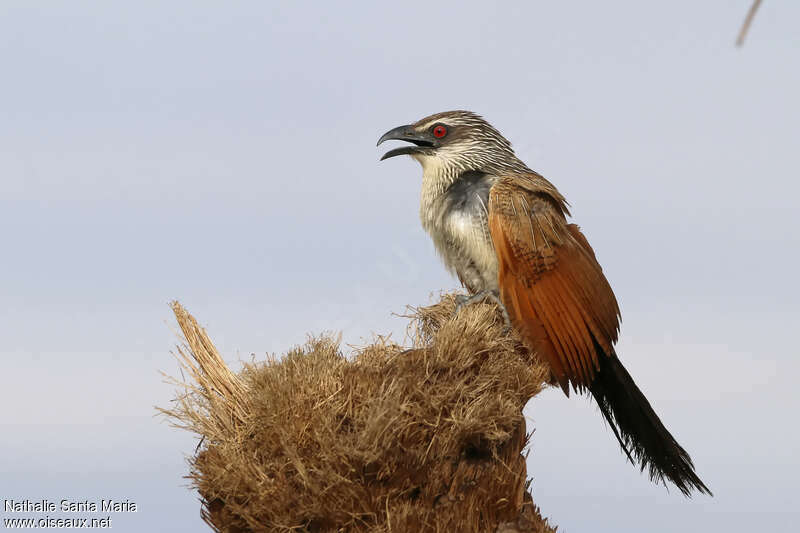 White-browed Coucaladult, Behaviour