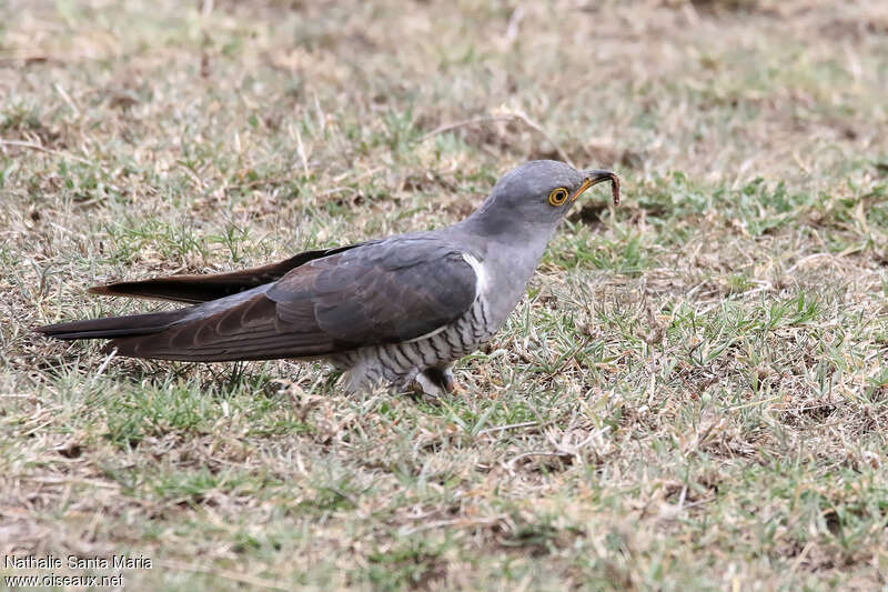 Common Cuckoo male adult, eats