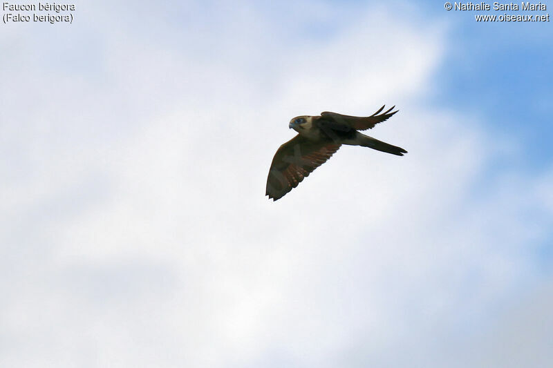 Brown Falconjuvenile, Flight