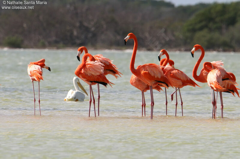 American Flamingoadult, habitat