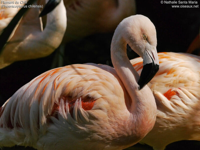Chilean Flamingoadult, identification, close-up portrait, Behaviour