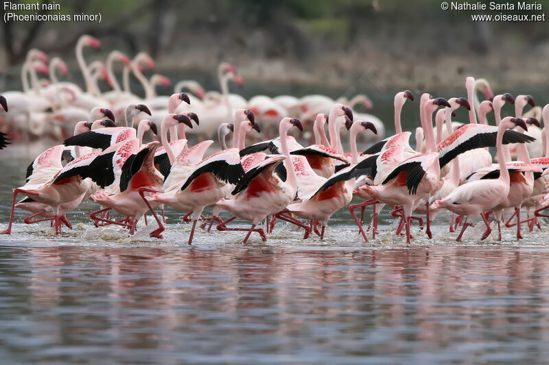 Lesser Flamingoadult, habitat, walking