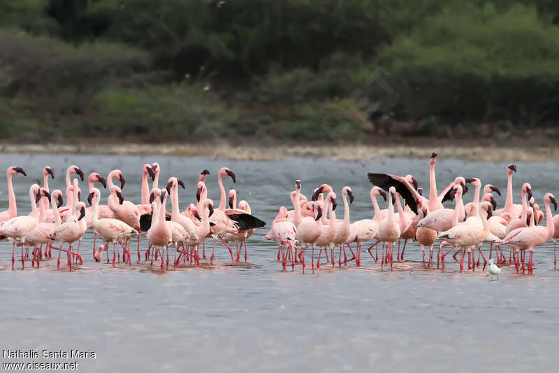 Lesser Flamingoadult, habitat, pigmentation, Behaviour
