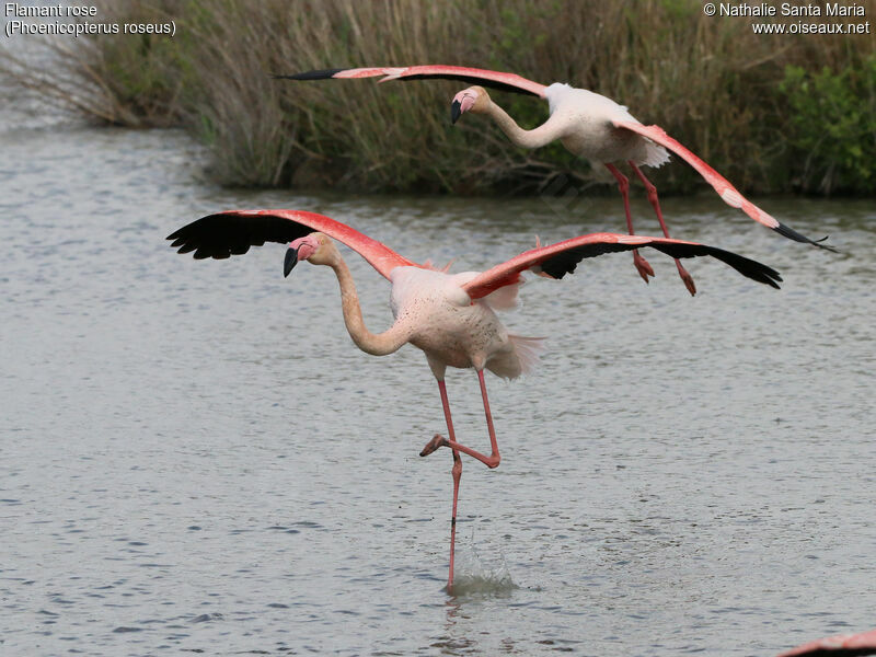 Greater Flamingoadult, identification, walking, Behaviour