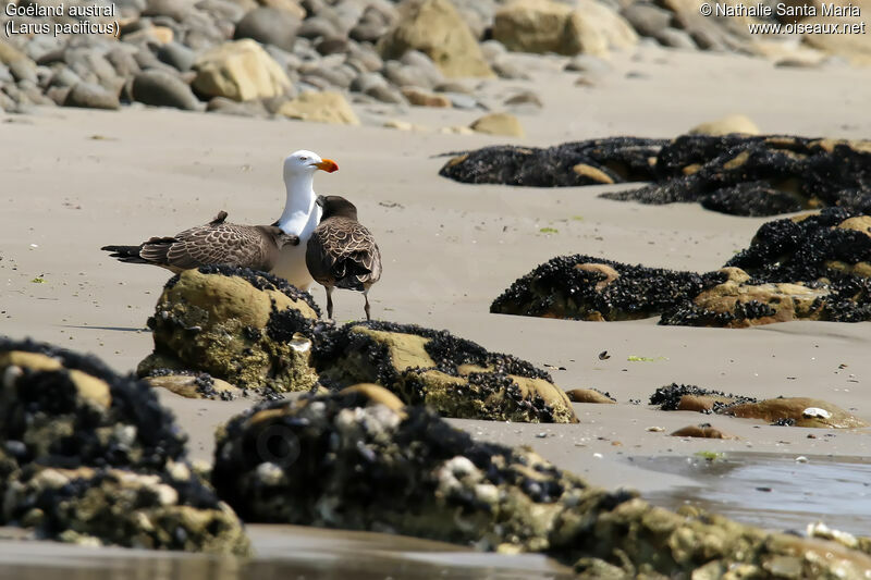 Pacific Gull, habitat, Reproduction-nesting
