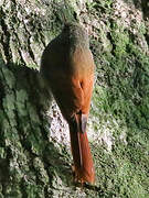 Olivaceous Woodcreeper