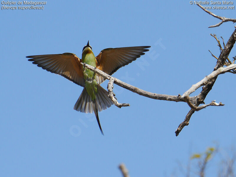 Olive Bee-eater male adult, identification, habitat, fishing/hunting