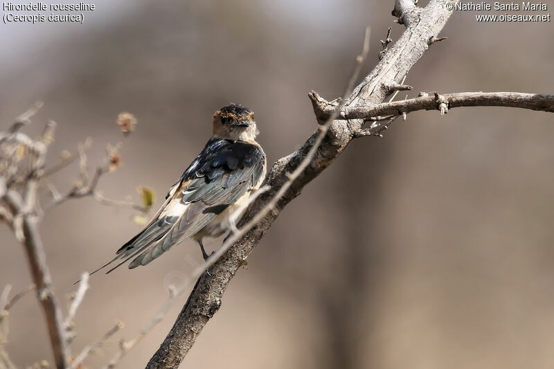 Red-rumped Swallow, identification, habitat
