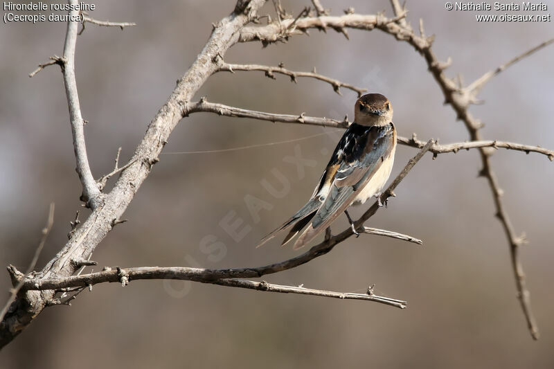 Red-rumped Swallow, habitat