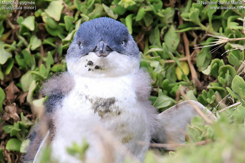 Little Penguinjuvenile, identification