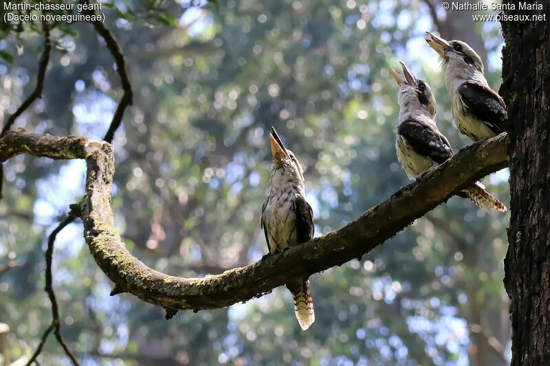Laughing Kookaburraadult, habitat, colonial reprod.