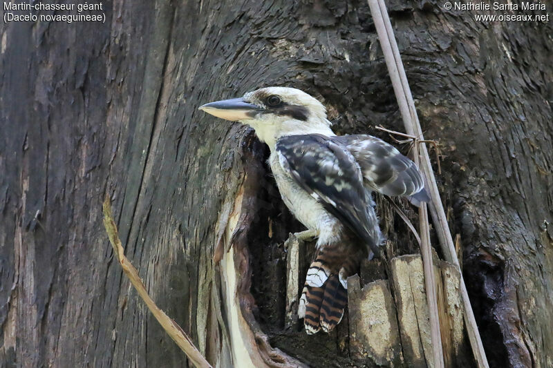 Laughing Kookaburraadult, identification, Reproduction-nesting