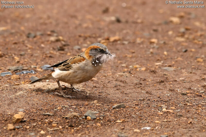 Kenya Sparrow male adult, identification, Reproduction-nesting