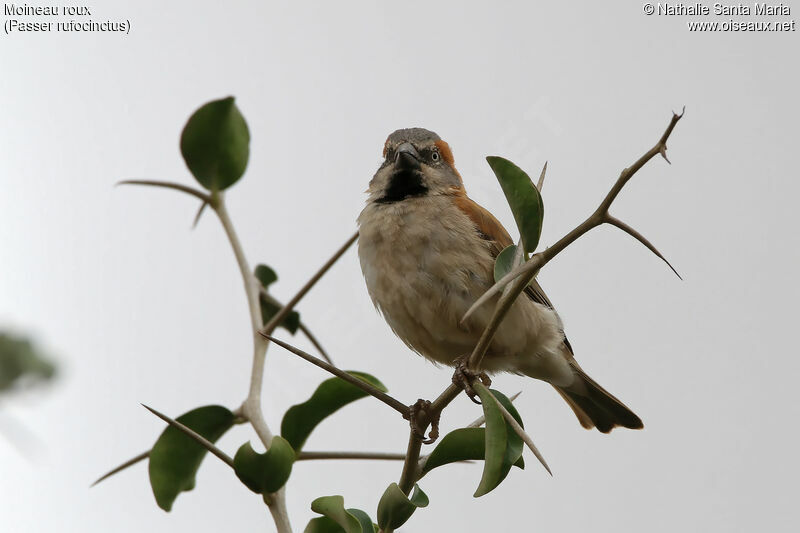 Kenya Sparrow male adult, identification, habitat