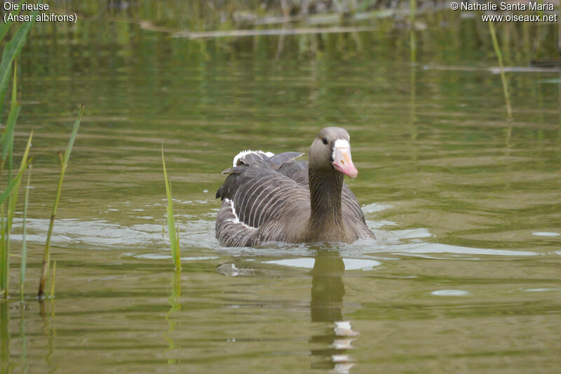 Greater White-fronted Gooseadult, identification, habitat, swimming