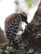 Brown-backed Woodpecker