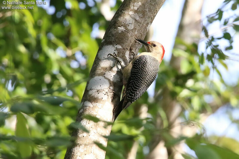 Golden-fronted Woodpecker female adult, identification