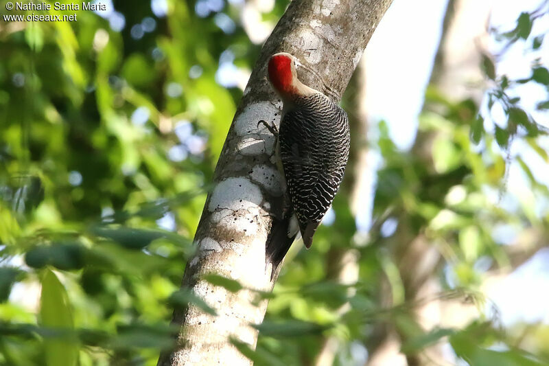 Golden-fronted Woodpecker female adult, identification