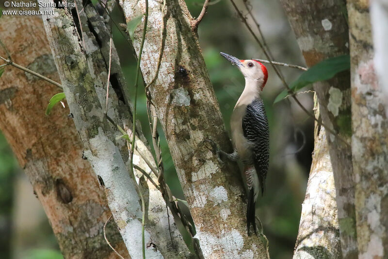 Golden-fronted Woodpecker male adult, identification