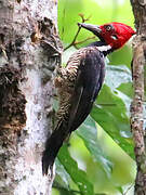 Guayaquil Woodpecker