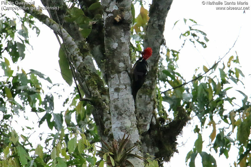 Guayaquil Woodpeckeradult, habitat