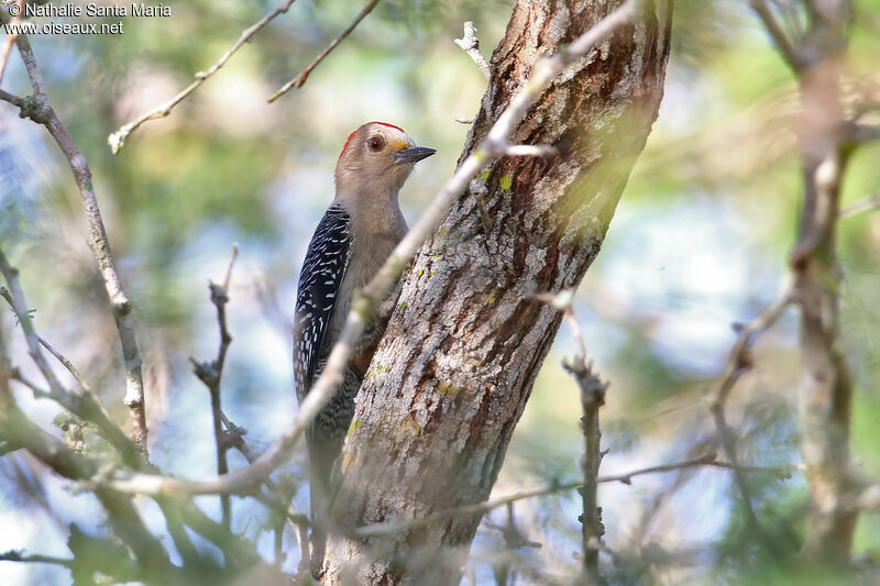 Yucatan Woodpeckeradult, identification