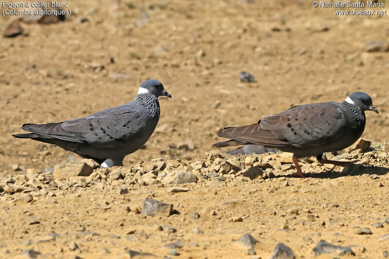 Pigeon à collier blancadulte, identification, habitat, marche