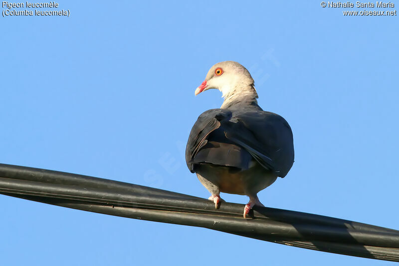 Pigeon leucomèleadulte, identification