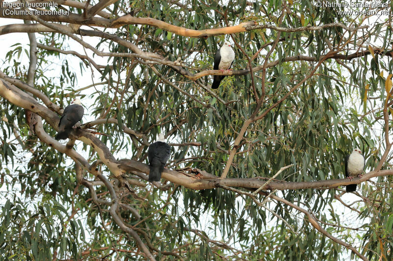 White-headed Pigeon, habitat