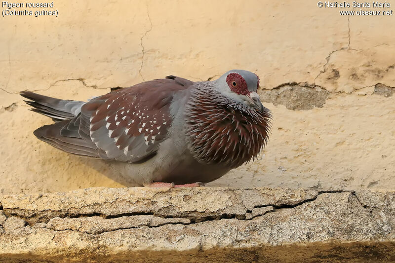 Speckled Pigeonadult, courting display