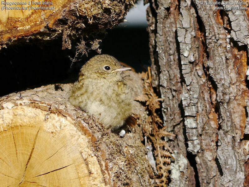 Common Redstartjuvenile, identification, Behaviour