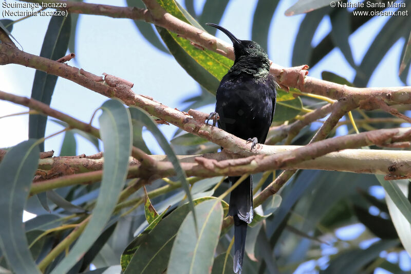 Tacazze Sunbird male adult breeding, identification, habitat