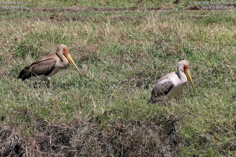 Tantale ibisjuvénile, identification, habitat