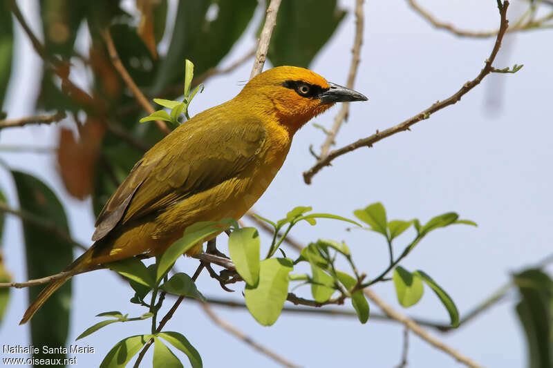 Spectacled Weaver female adult, identification