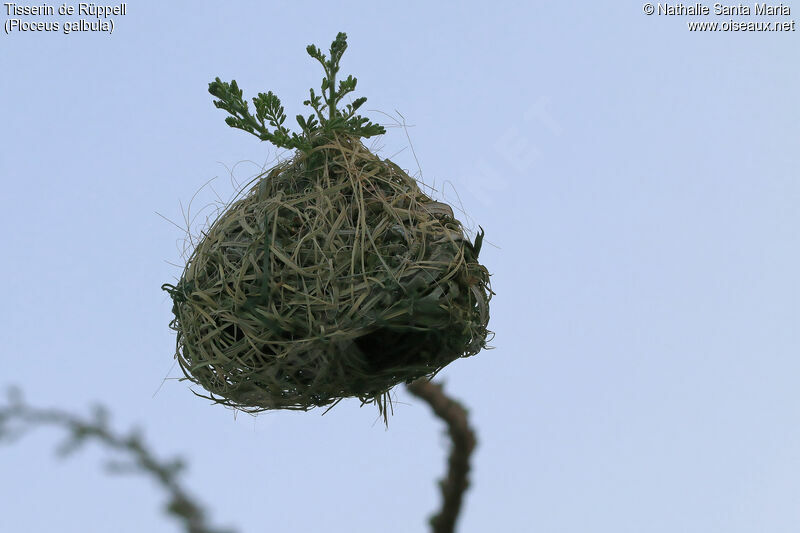 Rüppell's Weaver, Reproduction-nesting