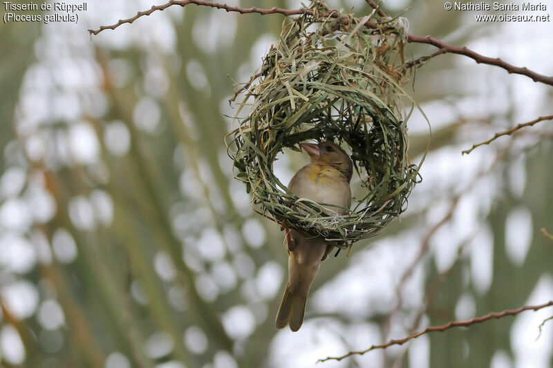 Rüppell's Weaver female adult, Reproduction-nesting