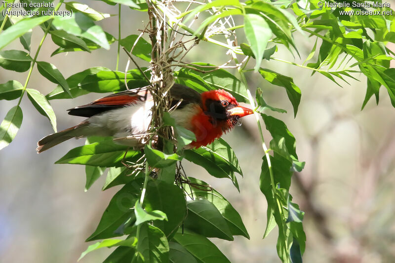 Red-headed Weaver male adult breeding, identification, habitat, Reproduction-nesting