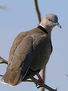 Mourning Collared Dove