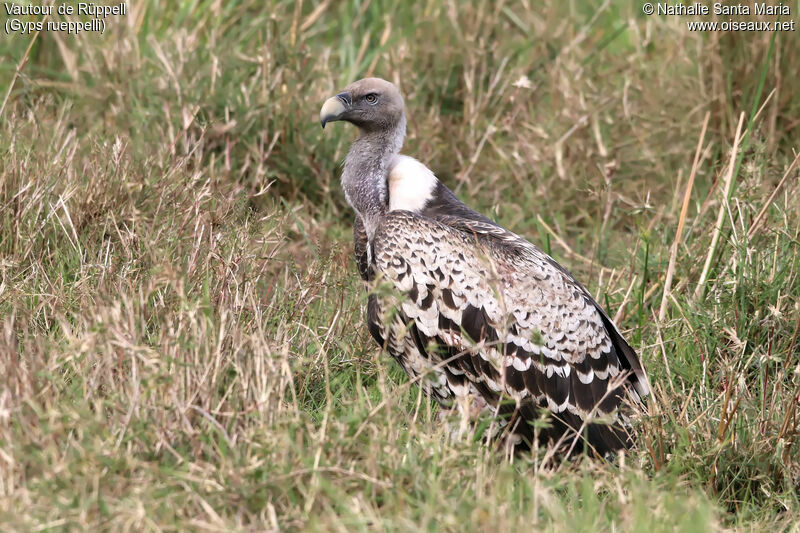 Rüppell's Vultureadult, identification, habitat