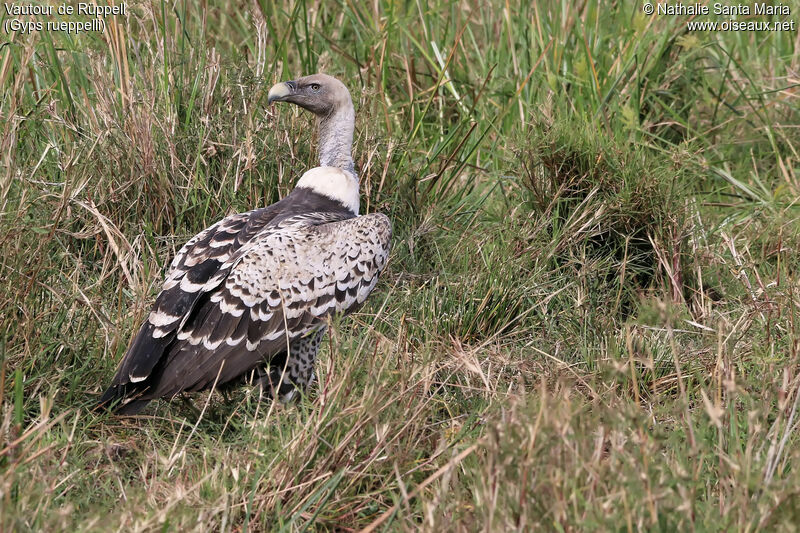 Rüppell's Vultureadult, identification, habitat